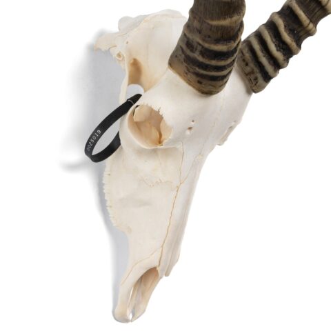 Real Blesbok Skull - Male - 38 oz
