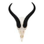 Real Springbok Skull – Male