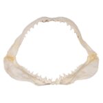 Replica Great White Shark Jaw – Small