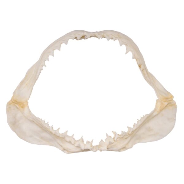 Replica Great White Shark Jaw – Small