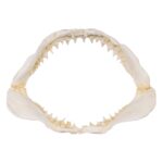 Replica Great White Shark Jaw – Small