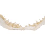 Replica Great White Shark Jaw – Small