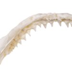 Replica Great White Shark Jaw – Small