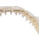 Replica Great White Shark Jaw – Small