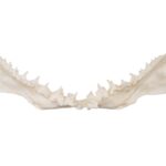Replica Great White Shark Jaw – Small