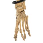 Real Human Left Leg