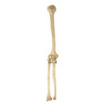 Real Human Humerus, Radius, and Ulna – 209.79 g