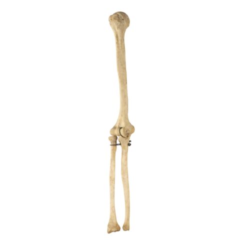 Real Human Humerus, Radius, and Ulna - 209.79 g