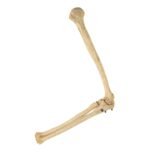 Real Human Humerus, Radius, and Ulna – 209.79 g
