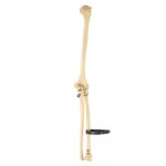 Real Human Humerus, Radius, and Ulna – 110.565 g