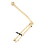 Real Human Humerus, Radius, and Ulna – 110.565 g