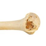 Real Human Humerus, Radius, and Ulna – 110.565 g