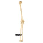 Real Human Humerus, Radius, and Ulna – 119.07 g