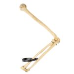 Real Human Humerus, Radius, and Ulna – 119.07 g