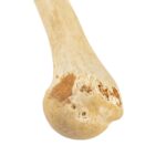 Real Human Humerus, Radius, and Ulna – 119.07 g