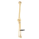 Real Human Humerus, Radius, and Ulna