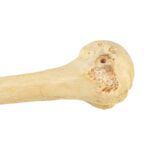 Real Human Humerus, Radius, and Ulna