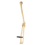 Real Human Humerus, Radius, and Ulna – 141.75 g