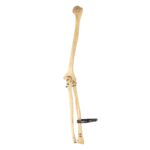 Real Human Humerus, Radius, and Ulna – 141.75 g