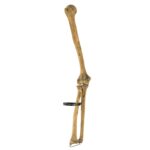 Real Human Humerus, Radius, and Ulna – 226.8 g