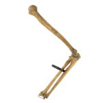 Real Human Humerus, Radius, and Ulna – 226.8 g