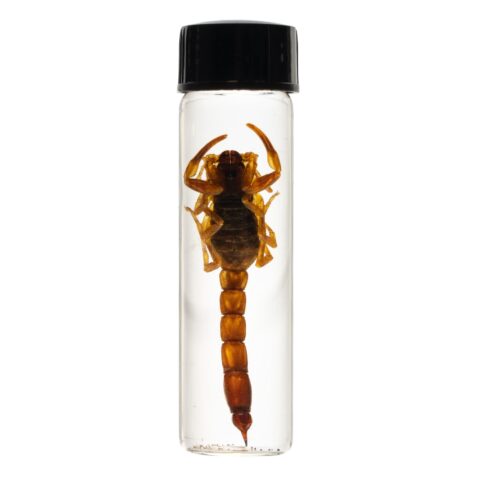 Real Wet Specimen in Alcohol - Arizona Bark Scorpion