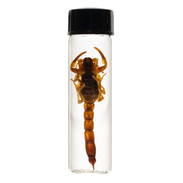 Real Wet Specimen in Alcohol – Arizona Bark Scorpion