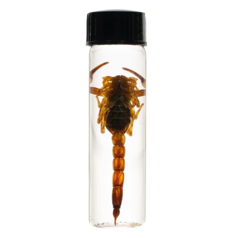 Real Wet Specimen in Alcohol - Arizona Bark Scorpion
