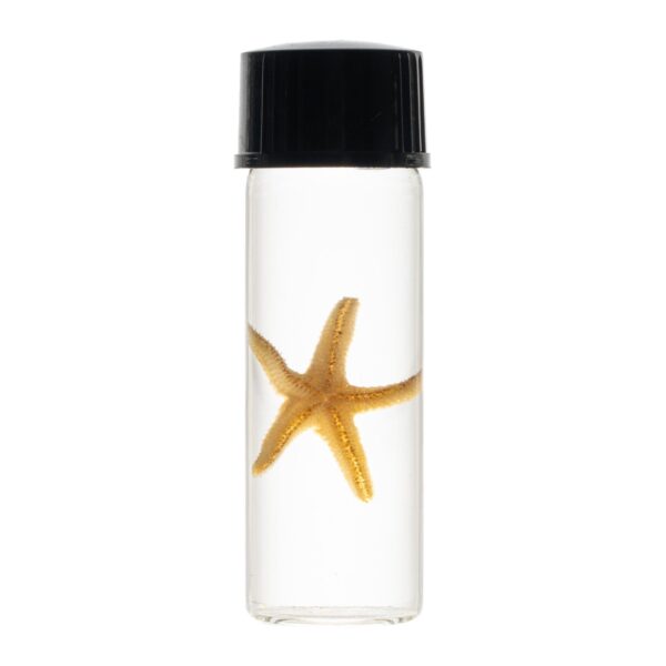 Real Wet Specimen in Alcohol – Sea Star