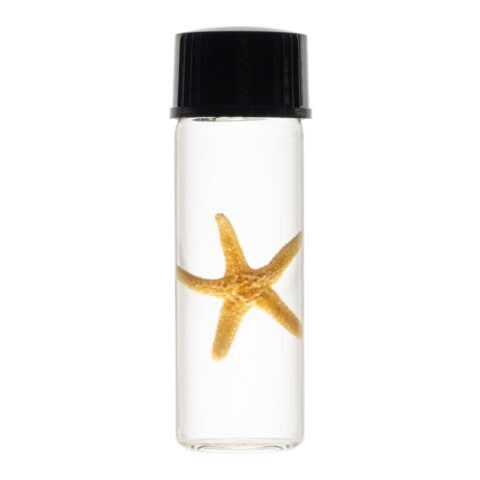 Real Wet Specimen in Alcohol - Sea Star