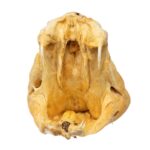 Real Preserved Rattlesnake Head