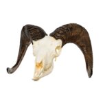 Replica Bighorn Sheep Skull – Male