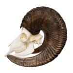 Replica Bighorn Sheep Skull – Male