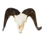 Replica Bighorn Sheep Skull – Male