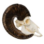 Replica Bighorn Sheep Skull – Male