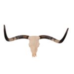 Real Longhorn Skull – 4900 g