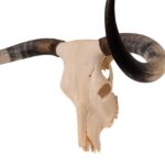 Real Longhorn Skull – 4900 g