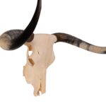 Real Longhorn Skull – 4900 g