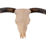 Real Longhorn Skull – 4900 g