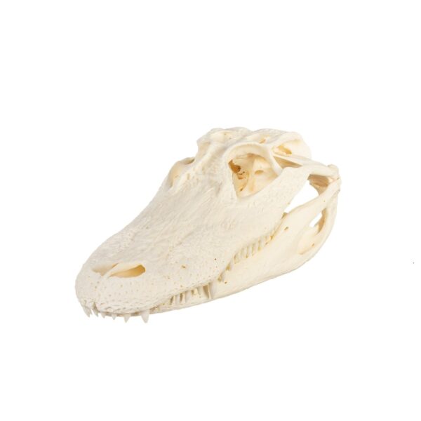 Real American Alligator Skull – 9-12 in.
