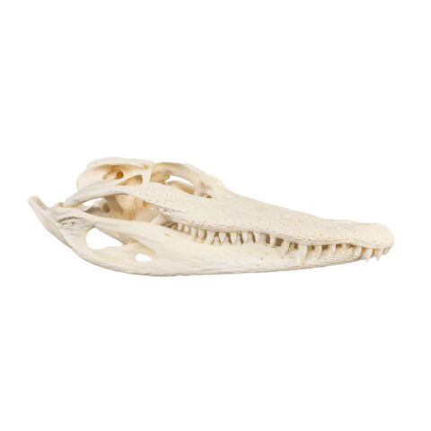 Real American Alligator Skull - 9-12 in.