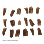 Real Rattlesnake Rattle – Single