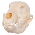 Real Domestic Dog Skull – Husky Puppy