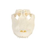 Real American Alligator Skull – 9-12 in.