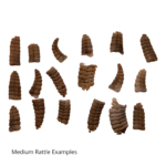 Real Rattlesnake Rattle – Single