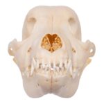 Real Domestic Dog Skull – Husky Puppy