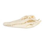 Real American Alligator Skull – 9-12 in.