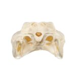Real American Alligator Skull – 9-12 in.