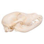 Real Domestic Dog Skull – Husky Puppy