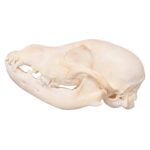Real Domestic Dog Skull – Husky Puppy